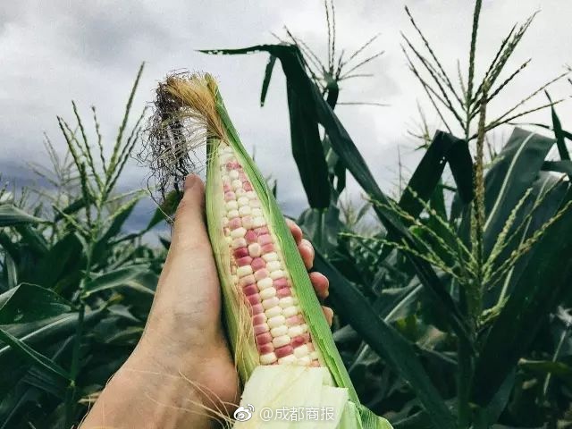 VAR介入改判紅牌！戈洛文蹬踏維蒂尼亞小腿，被直紅罰下！