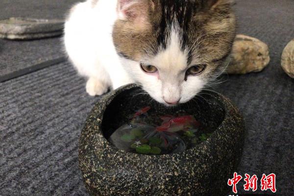 不太老實(shí)！普雷斯蒂亞尼內(nèi)切倒地，被裁判判罰假摔吃黃牌